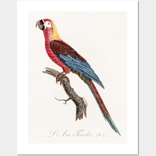 Cuban Macaw, Ara tricolor from Natural History of Parrots (1801—1805) by Francois Levaillant. Posters and Art